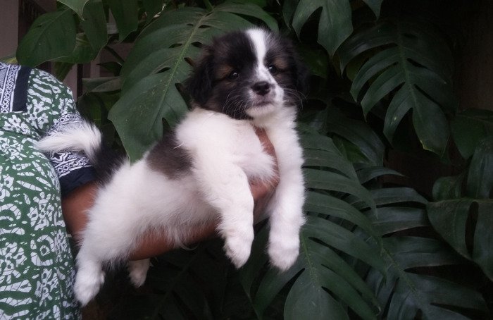 DogsIndia.com - Tibetan Terrier - Chandrasekaran