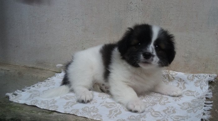 DogsIndia.com - Tibetan Terrier - Chandrasekaran