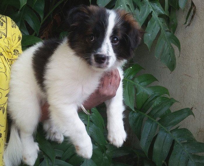 DogsIndia.com - Tibetan Terrier - Chandrasekaran