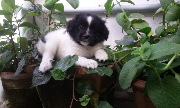 DogsIndia.com - Tibetan Terrier - Chandrasekaran
