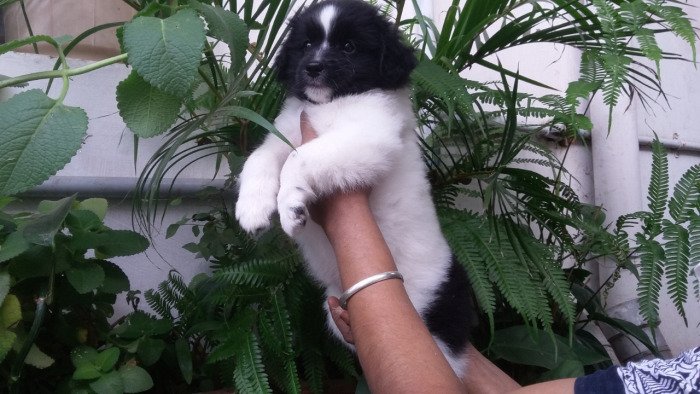 DogsIndia.com - Tibetan Terrier - Chandrasekaran