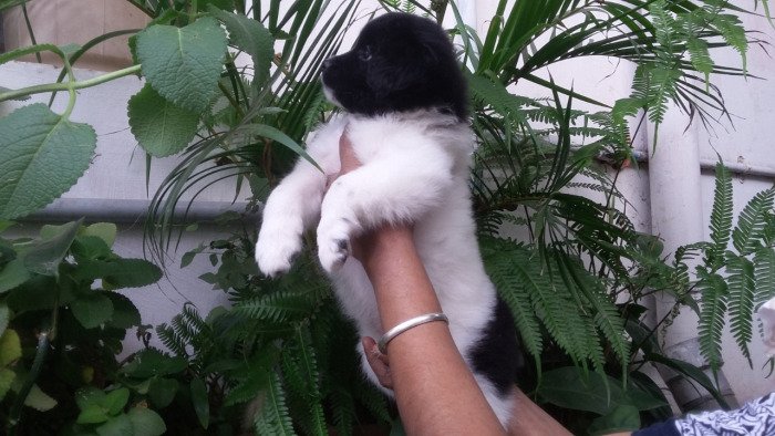DogsIndia.com - Tibetan Terrier - Chandrasekaran
