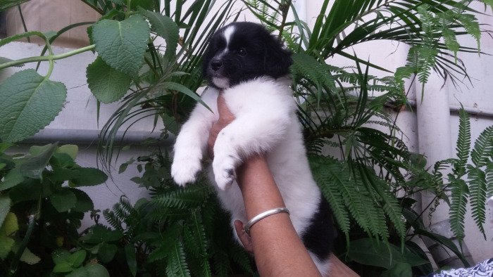DogsIndia.com - Tibetan Terrier - Chandrasekaran
