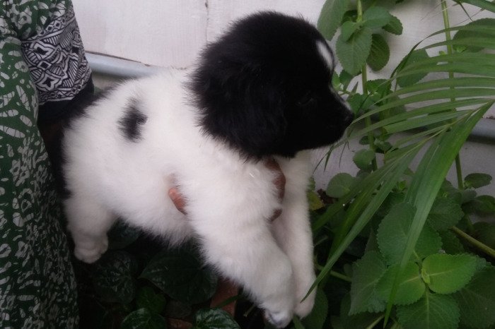 DogsIndia.com - Tibetan Terrier - Chandrasekaran