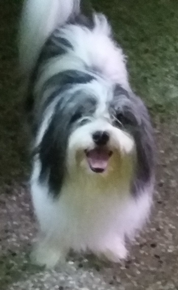 DogsIndia.com - Tibetan Terrier - Chandrasekaran