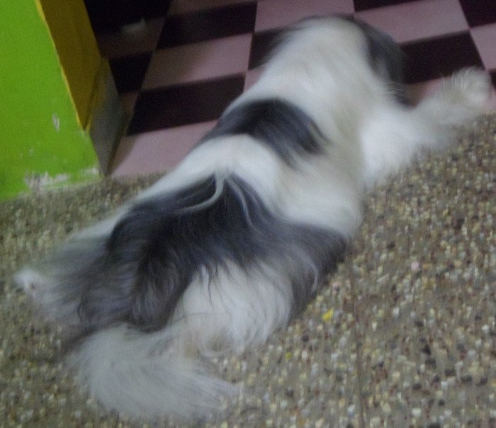 DogsIndia.com - Tibetan Terrier - Chandrasekaran