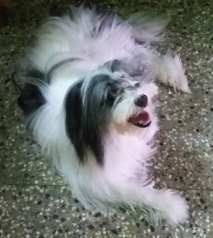 DogsIndia.com - Tibetan Terrier - Chandrasekaran