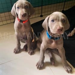 DogsIndia.com - Weimaraner - Abhimanyu Ray