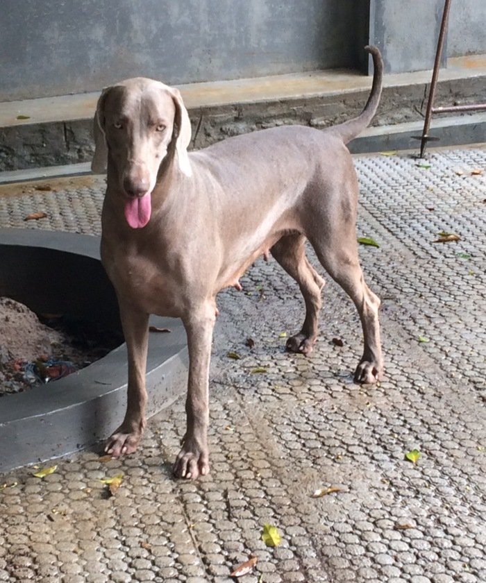 DogsIndia.com - Weimaraner - Abraham Louis