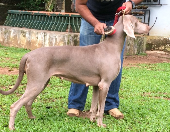 DogsIndia.com - Weimaraner - Abraham Louis