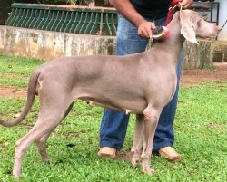 DogsIndia.com - Weimaraner - Abraham Louis