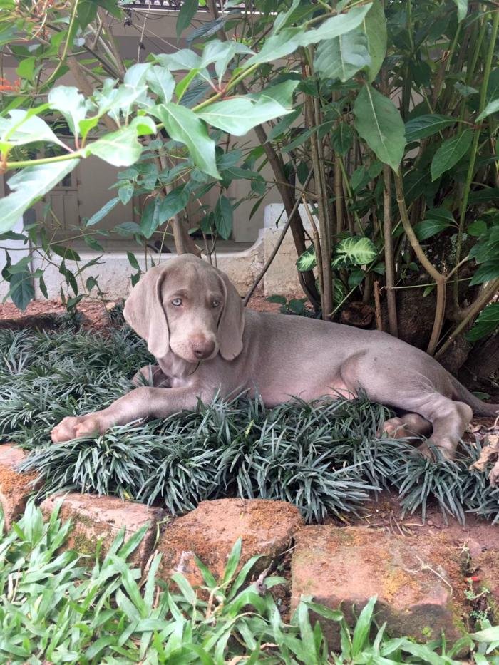 DogsIndia.com - Weimaraner - Abraham Louis