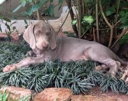 DogsIndia.com - Weimaraner - Abraham Louis