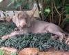 DogsIndia.com - Weimaraner - Abraham Louis