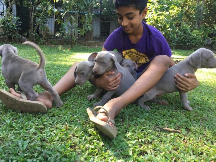 DogsIndia.com - Weimaraner - Abraham Louis