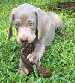 DogsIndia.com - Weimaraner - Abraham Louis