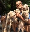 DogsIndia.com - Weimaraner - Abraham Louis