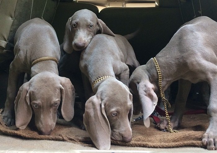 DogsIndia.com - Weimaraner - Abraham Louis