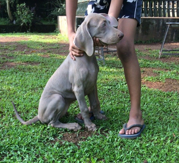 DogsIndia.com - Weimaraner - Abraham Louis