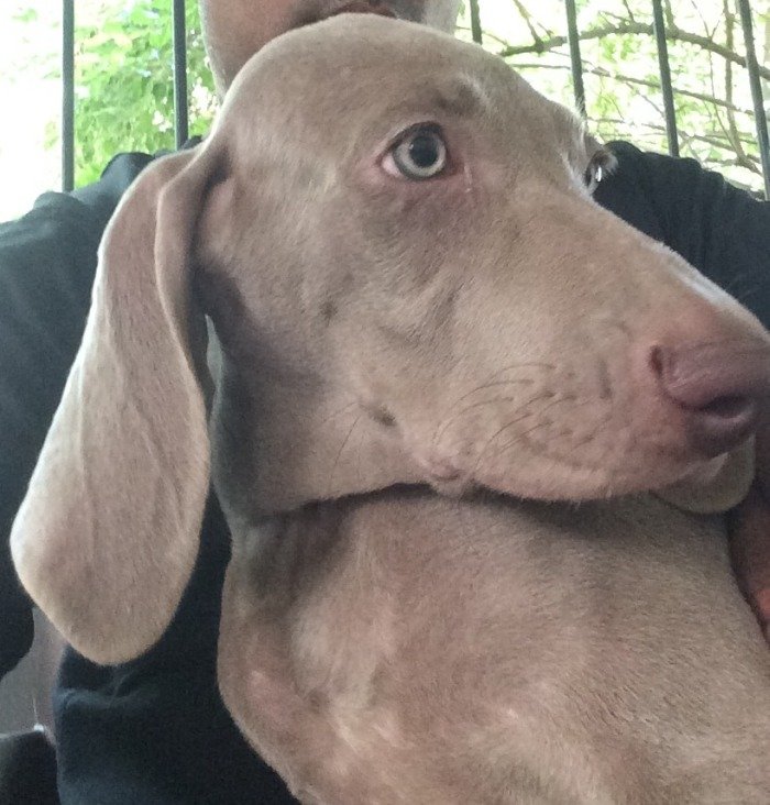 DogsIndia.com - Weimaraner - Abraham Louis