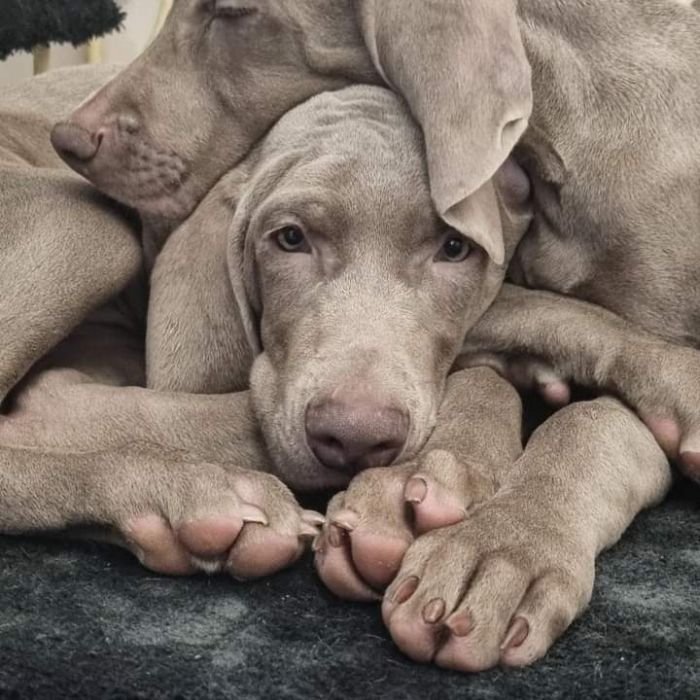 DogsIndia.com - Weimaraner - Prithviraj Patil