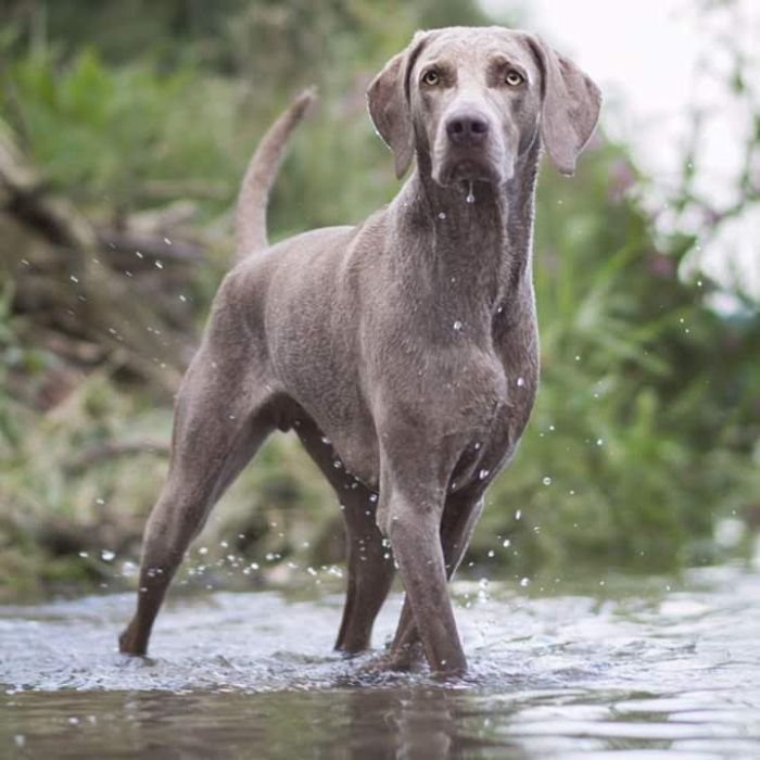 DogsIndia.com - Weimaraner - Prithviraj Patil