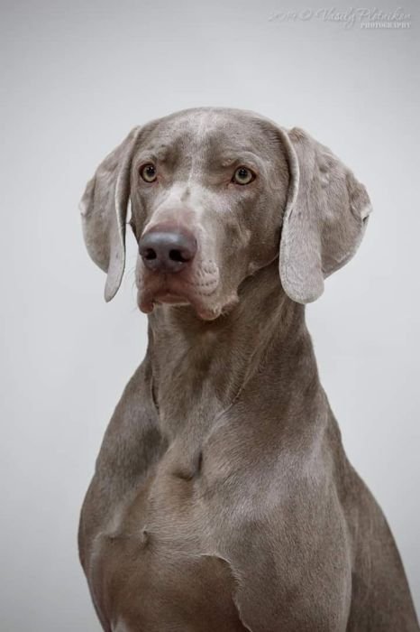 DogsIndia.com - Weimaraner - Prithviraj Patil