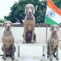DogsIndia.com - Weimaraner - Prithviraj Patil