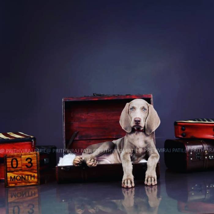 DogsIndia.com - Weimaraner - Prithviraj Patil