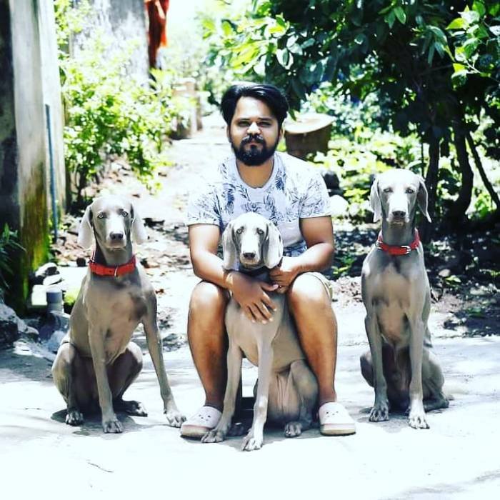 DogsIndia.com - Weimaraner - Prithviraj Patil