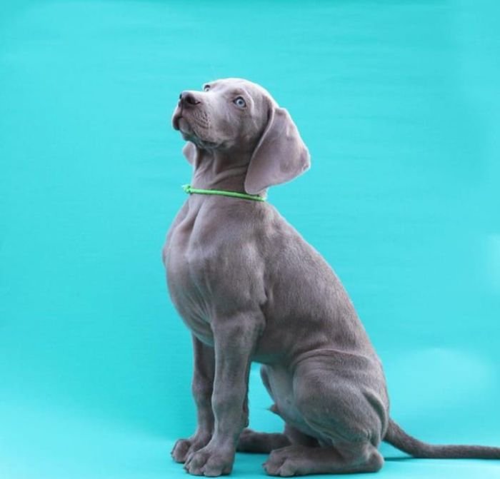 DogsIndia.com - Weimaraner - Prithviraj Patil