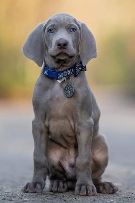 DogsIndia.com - Weimaraner - Prithviraj Patil