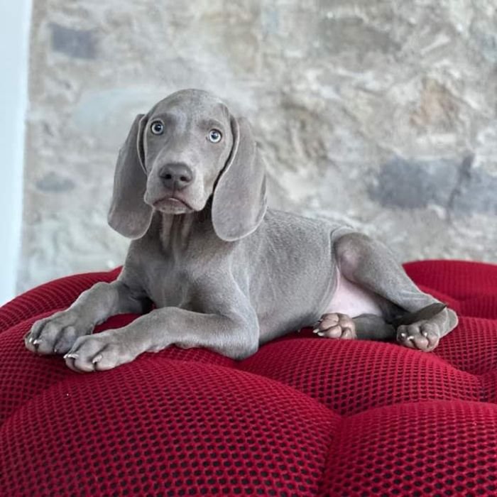 DogsIndia.com - Weimaraner - Prithviraj Patil