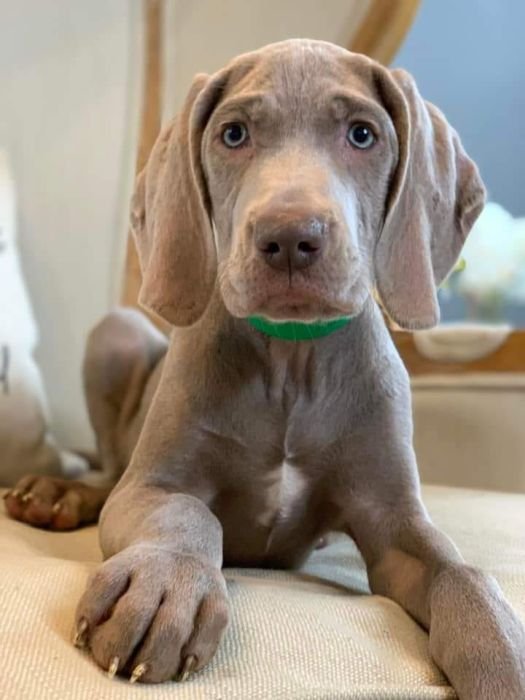 DogsIndia.com - Weimaraner - Prithviraj Patil