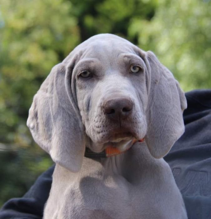 DogsIndia.com - Weimaraner - Prithviraj Patil