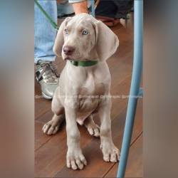 DogsIndia.com - Weimaraner - Prithviraj Patil