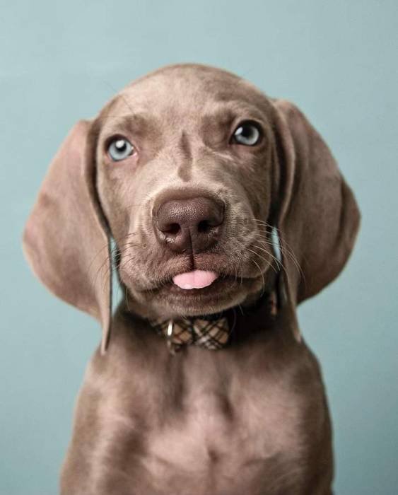 DogsIndia.com - Weimaraner - Prithviraj Patil