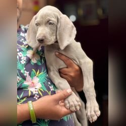 DogsIndia.com - Weimaraner - Prithviraj Patil