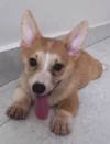 DogsIndia.com - Pembroke Welsh Corgi - Arun Kumar
