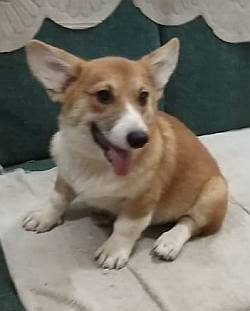 DogsIndia.com - Pembroke Welsh Corgi - Arun Kumar