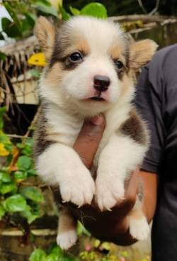 DogsIndia.com - Pembroke Welsh Corgi - Shade's - Derick