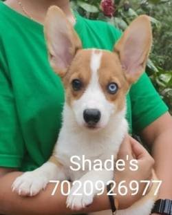 DogsIndia.com - Pembroke Welsh Corgi - Shade's - Derick
