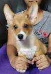 DogsIndia.com - Pembroke Welsh Corgi - Shade's - Derick