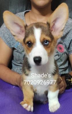 DogsIndia.com - Pembroke Welsh Corgi - Shade's - Derick