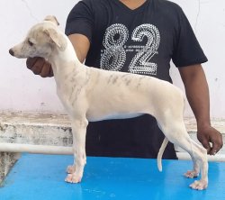 DogsIndia.com - Whippet - Fiero Kennels - Prabhu