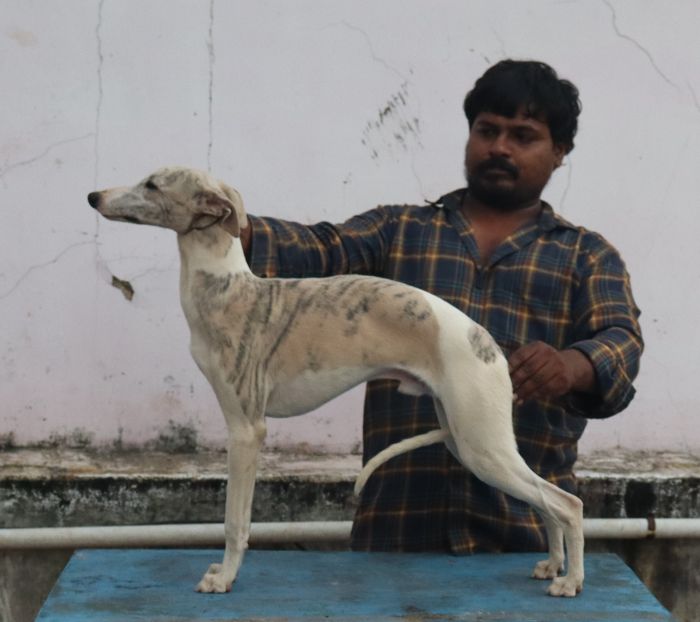 DogsIndia.com - Whippet - Fiero Kennels - Prabhu