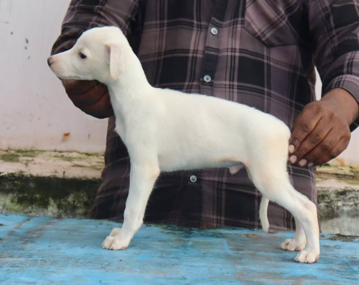 DogsIndia.com - Whippet - Fiero Kennels - Prabhu