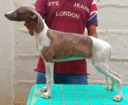 DogsIndia.com - Whippet - Krishnamurthy