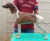 DogsIndia.com - Whippet - Krishnamurthy