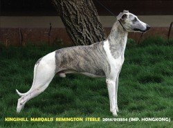 DogsIndia.com - Whippet - Krishnamurthy